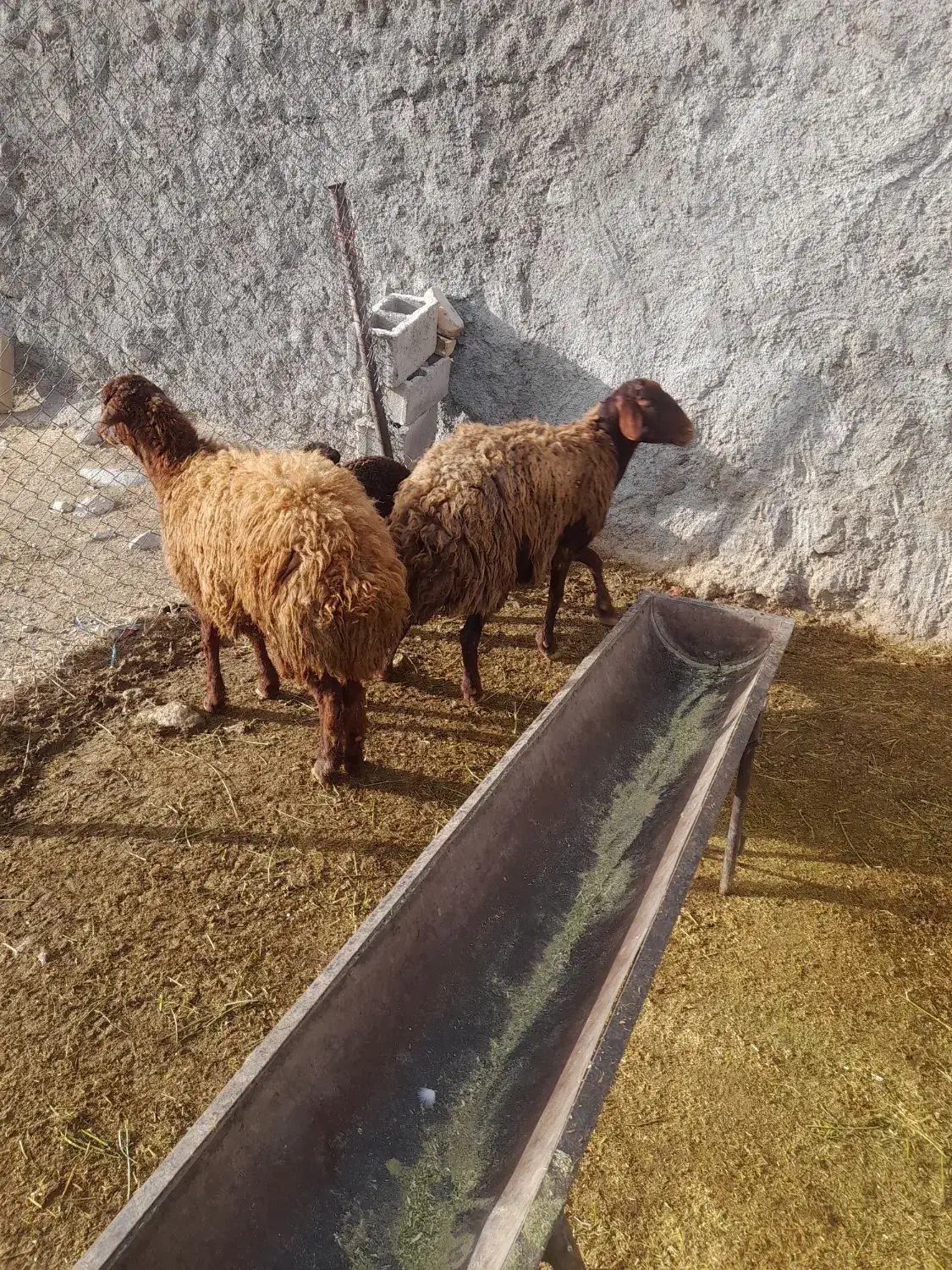 میش بره|حیوانات مزرعه|بیرانوند, |دیوار