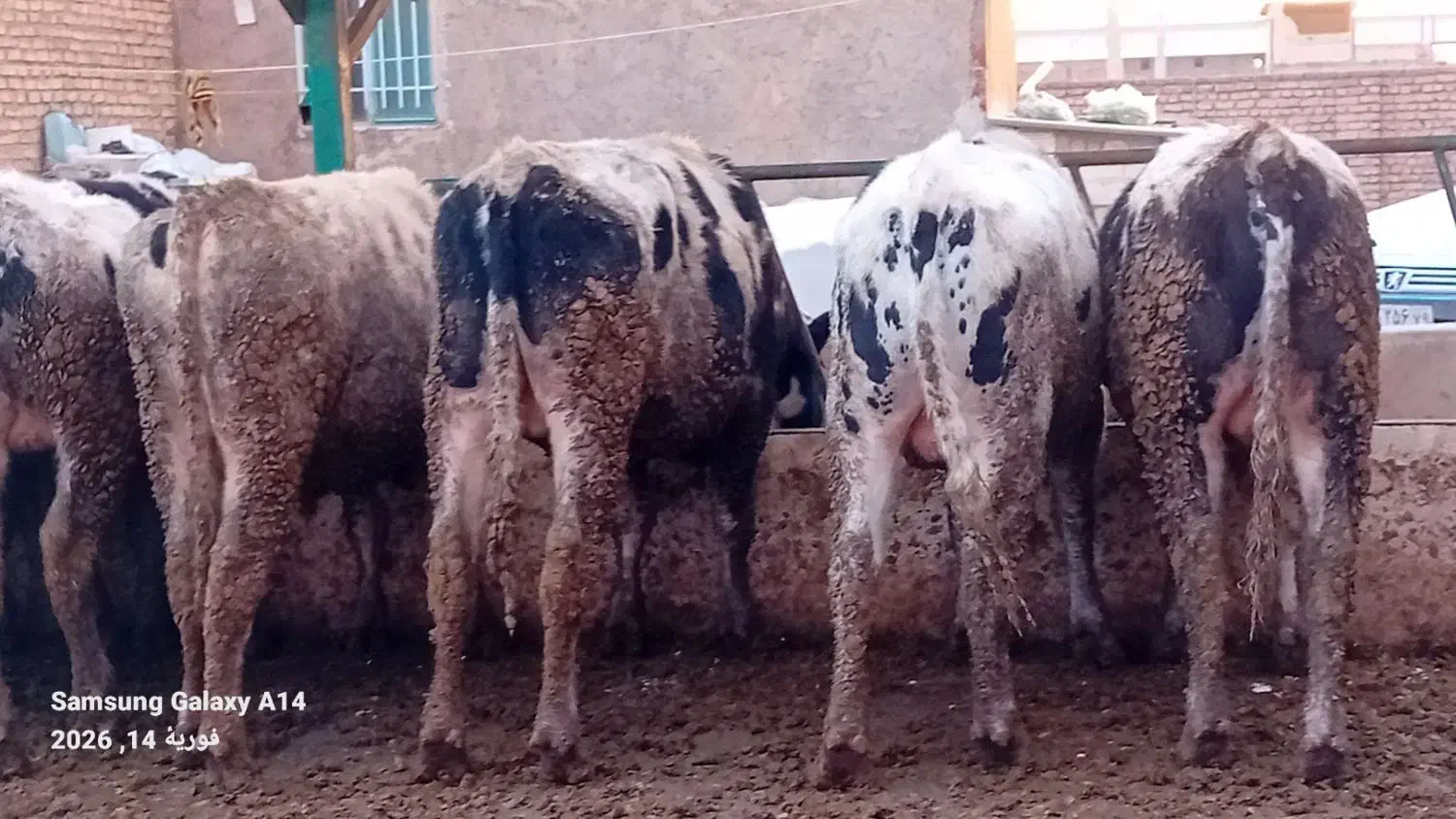 گوساله نر|حیوانات مزرعه|قزوین, |دیوار