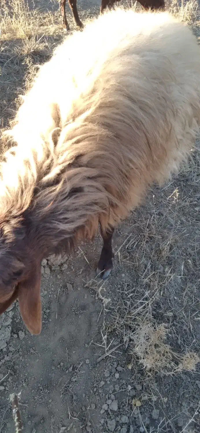 گوسفند نر|حیوانات مزرعه|همدان, |دیوار