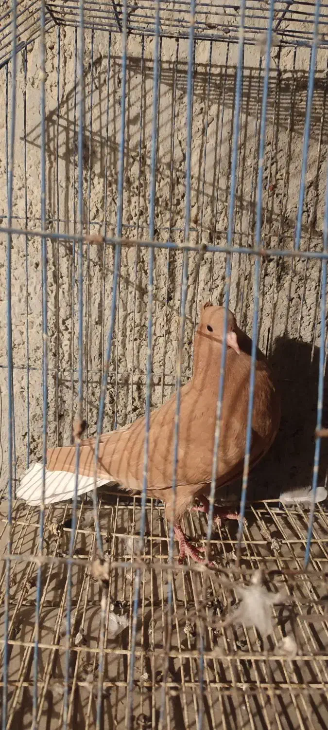 کبوتر خوشگل|پرنده|برازجان, |دیوار