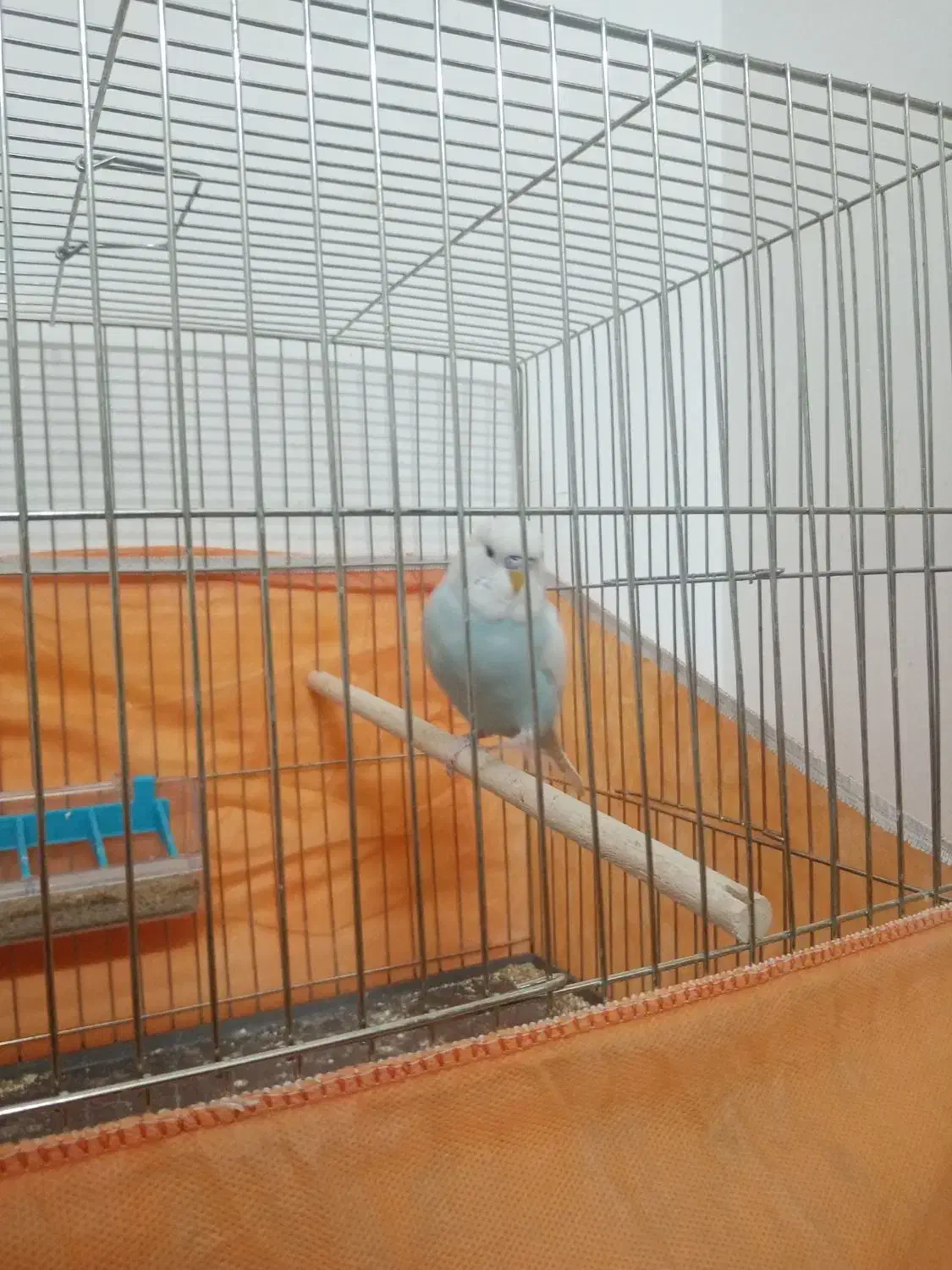 مرغ عشق هلندی|پرنده|قم, انسجام|دیوار