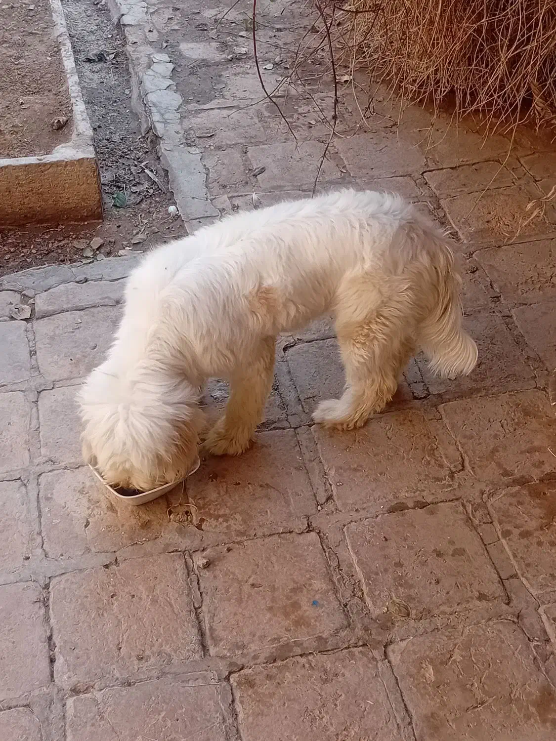 سگ پشمالو پاکوتا|سگ|کاشان, گریه|دیوار