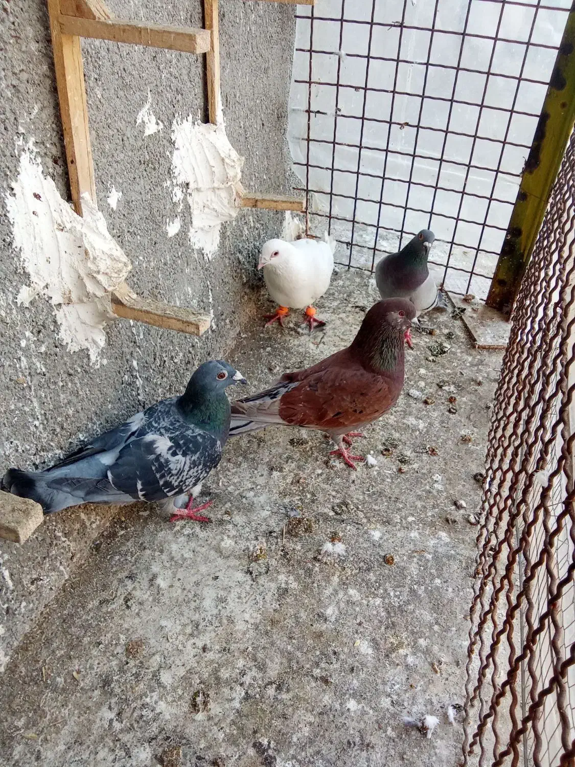 صید|پرنده|مشهد, چهاربرج|دیوار