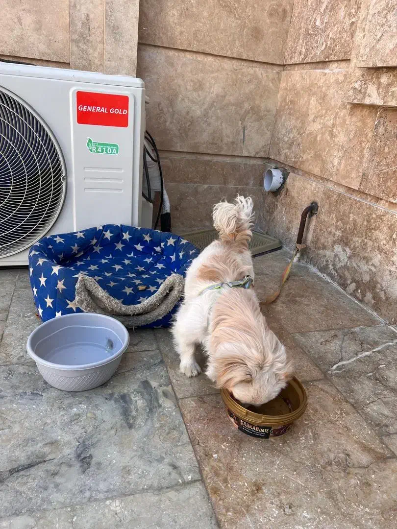 سگ پیکینیز شیتزو|سگ|چناران, |دیوار