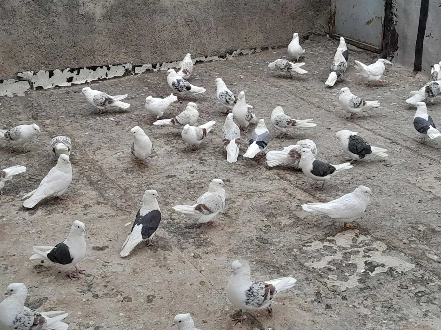 کبوتر پشتدارهفرنگ تعداد ۹۲تا|پرنده|قزوین, |دیوار