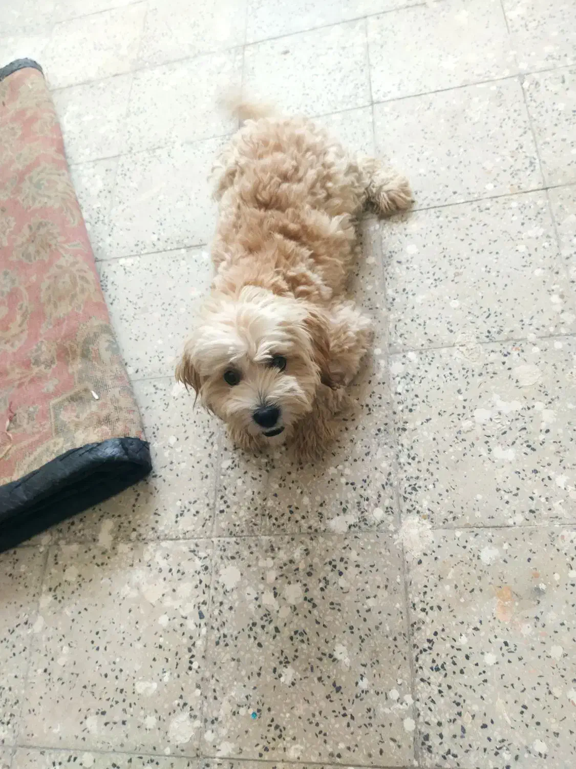 سگ شیتزو تریر نر ماده|سگ|کاشان, میدان کهنه|دیوار