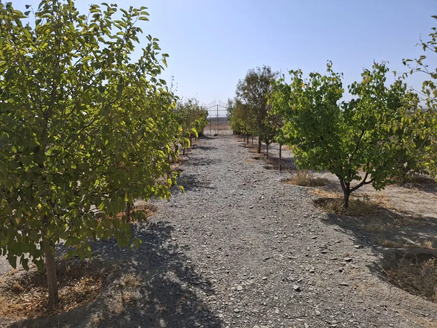باغ ۷۰۰ متری سوران ناظریه حاشیه مترو گلبهار|فروش زمین و ملک کلنگی|مشهد, میان ولایت|دیوار