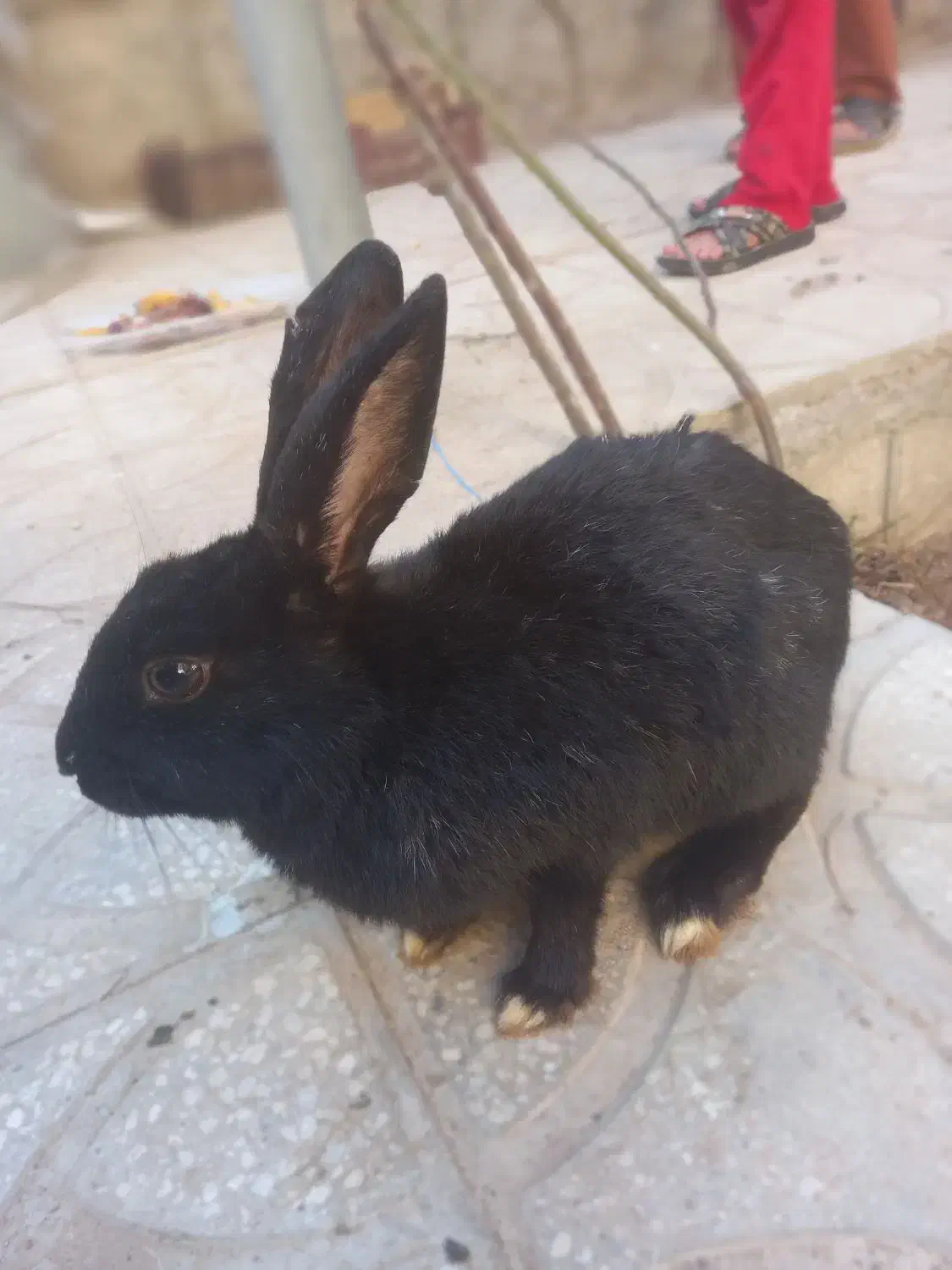 خرگوش|موش و خرگوش|یزد, |دیوار