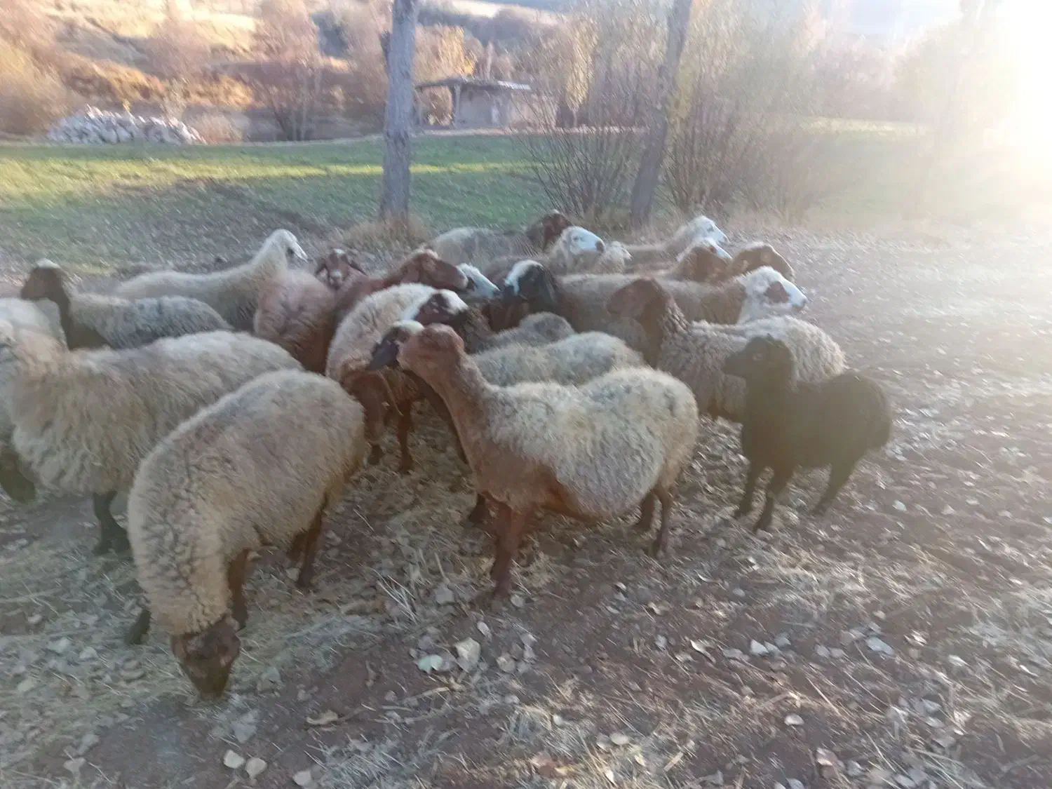 گوسفند داشتی|حیوانات مزرعه|مریوان, |دیوار