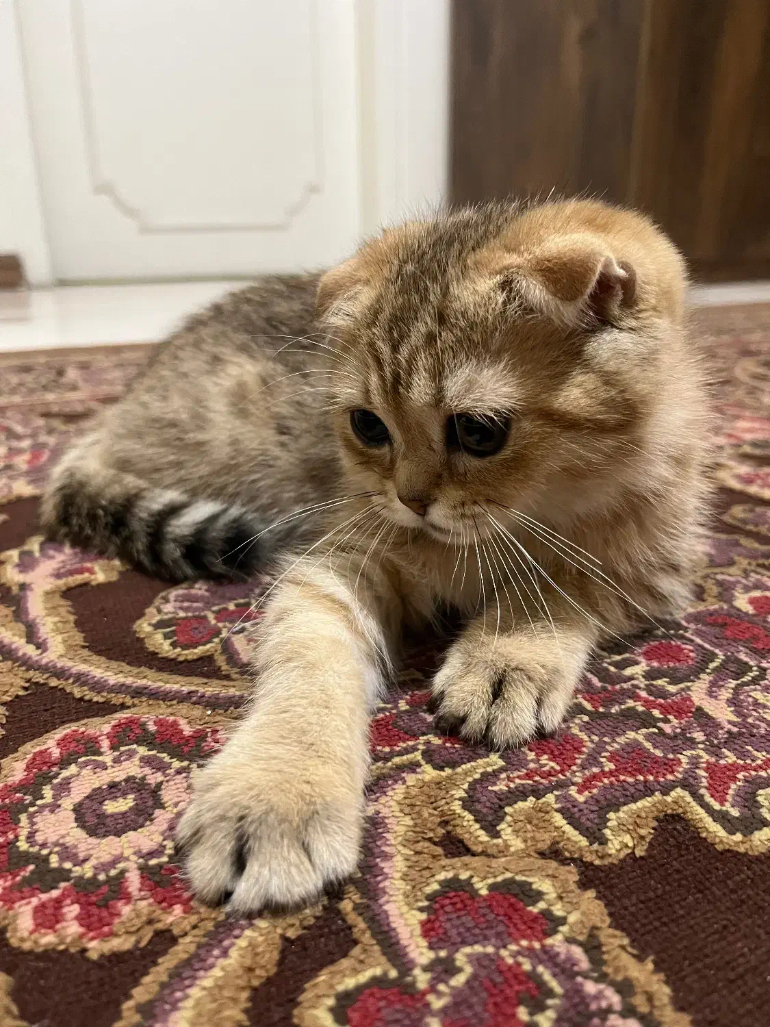 گربه|گربه|تهران, یوسف‌آباد|دیوار