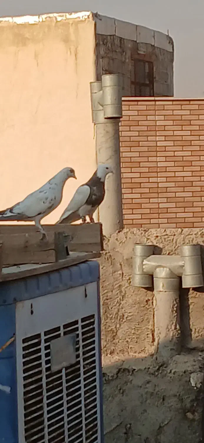 طوقی هفت رنگ|پرنده|شاهینشهر, گزبرخوار|دیوار