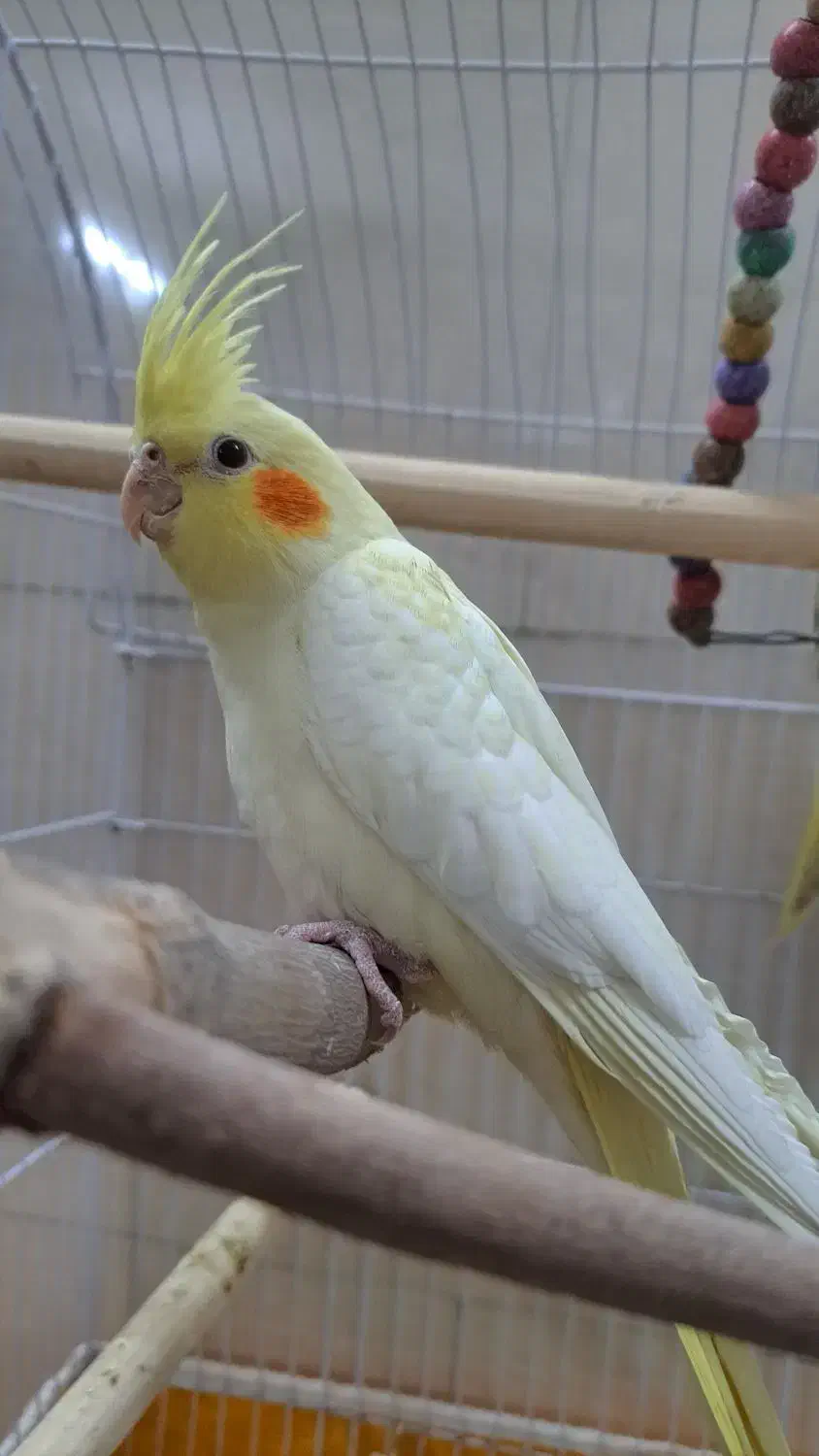 دو عدد عروس هلندی حدودا ۴ ماهه|پرنده|خمینی‌شهر, |دیوار