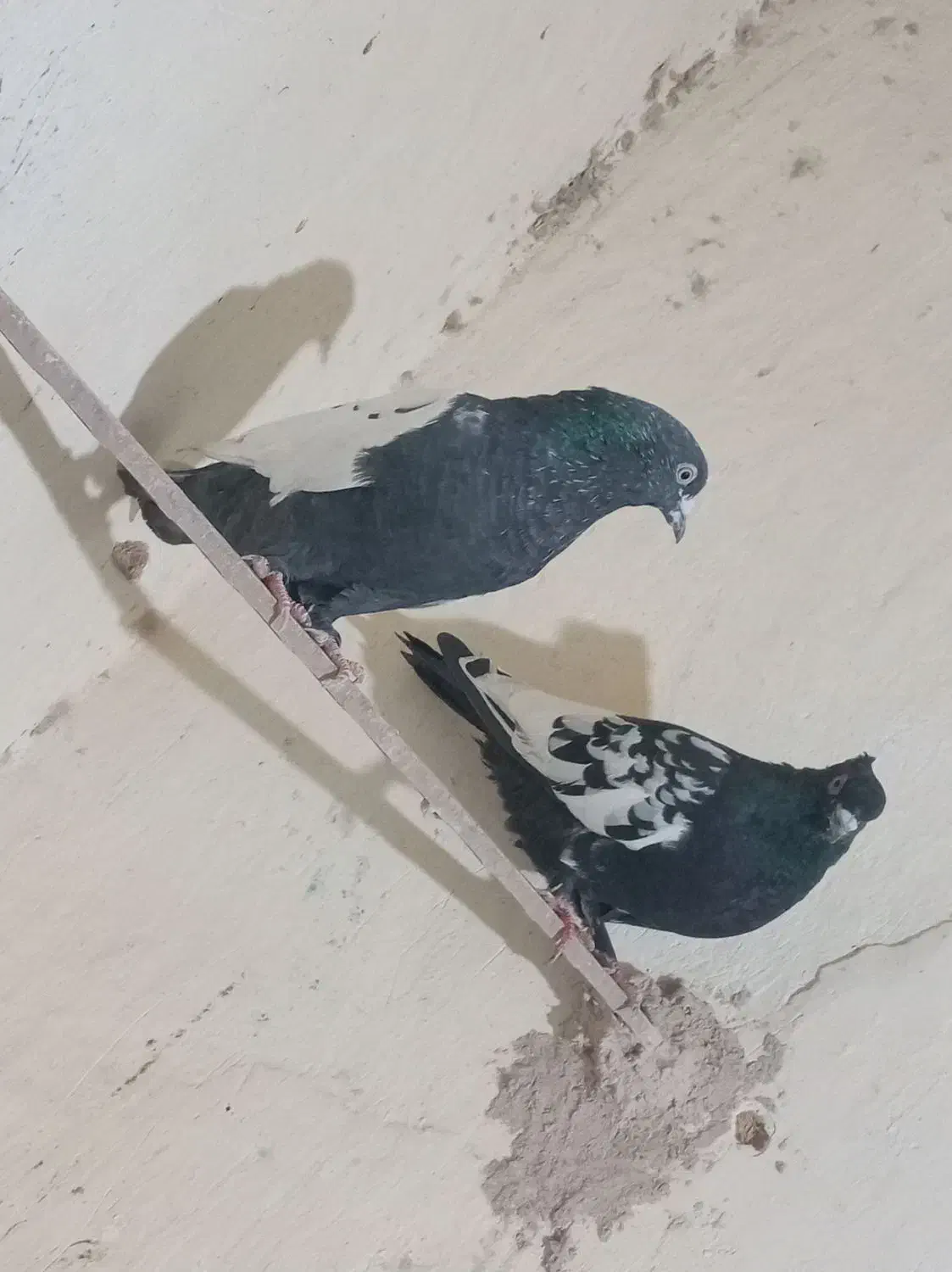 کبوتر|پرنده|زاوه, |دیوار