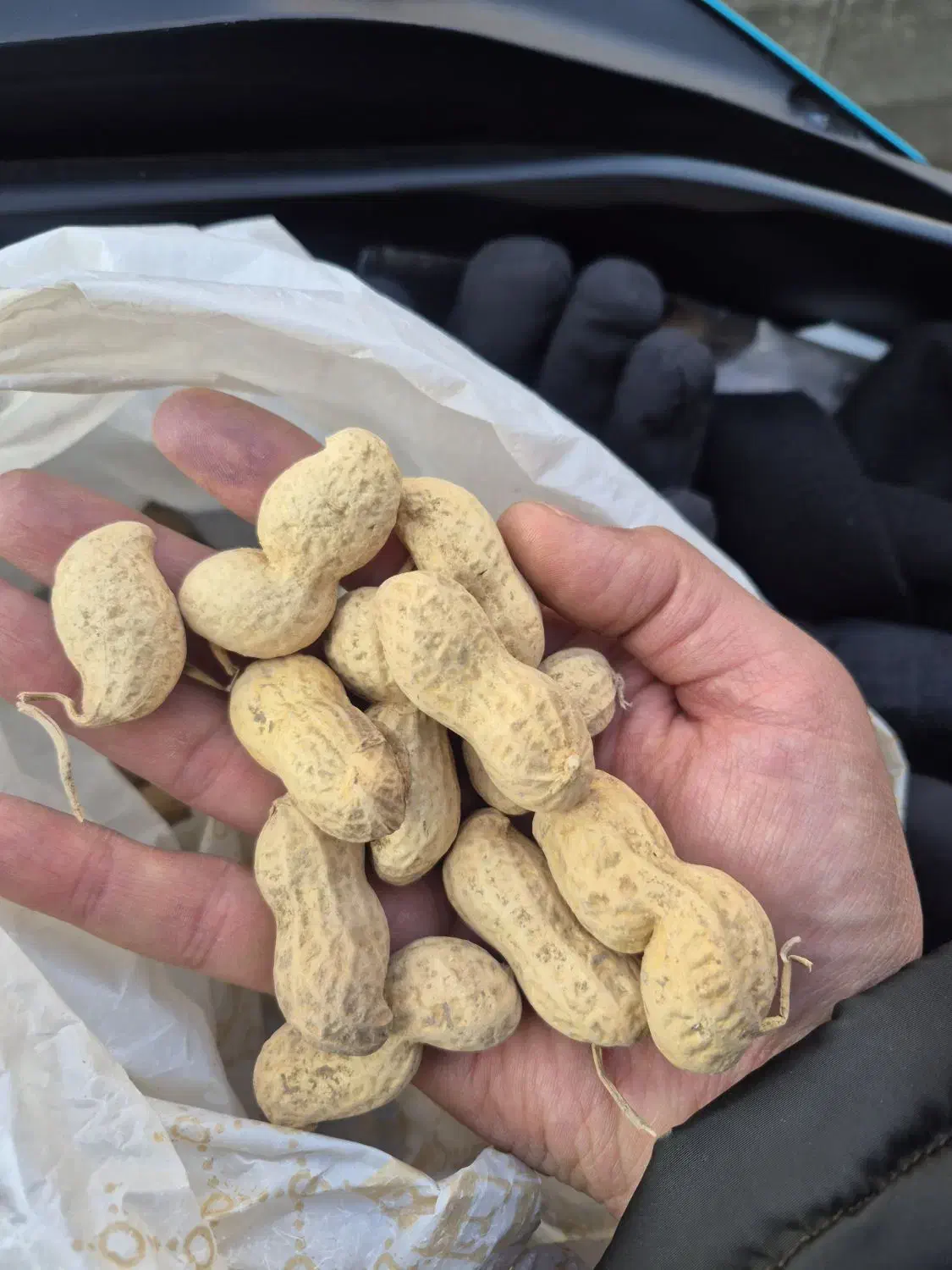 بادام زمینی اطلسی|خوردنی و آشامیدنی|تهران, تهرانپارس غربی|دیوار