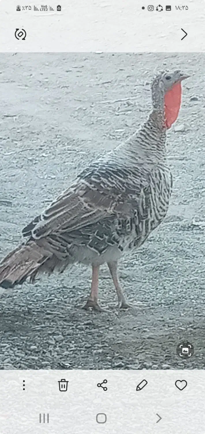 معاوضه با جفت قناری نروماده|پرنده|ایرانشهر, |دیوار