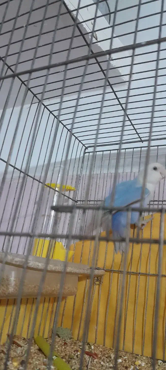 کوتوله آبی|پرنده|سبزوار, پیروزی|دیوار