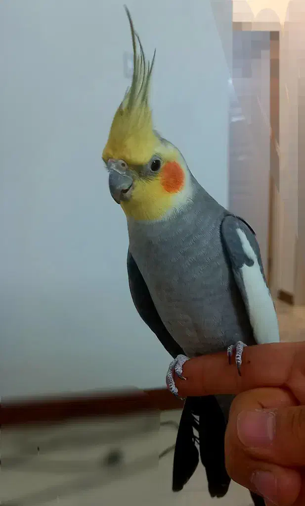 عروس هلندی نر|پرنده|اراک, |دیوار