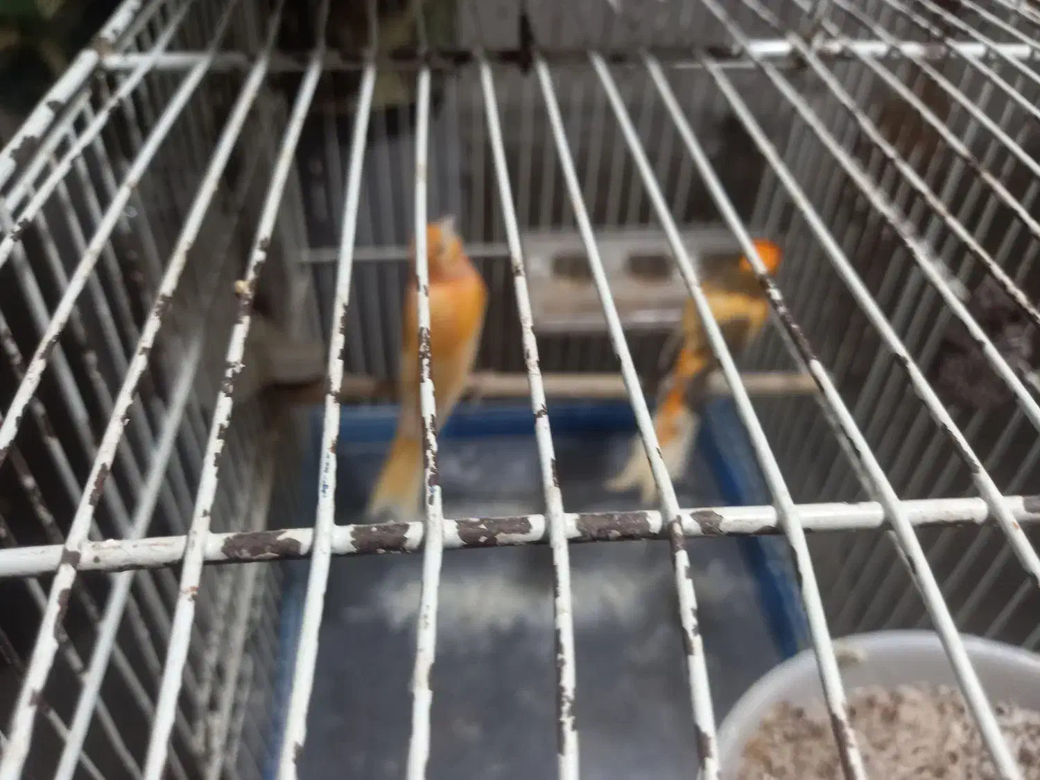 قناری نر وماده|پرنده|تربتحیدریه, یحیی آباد|دیوار