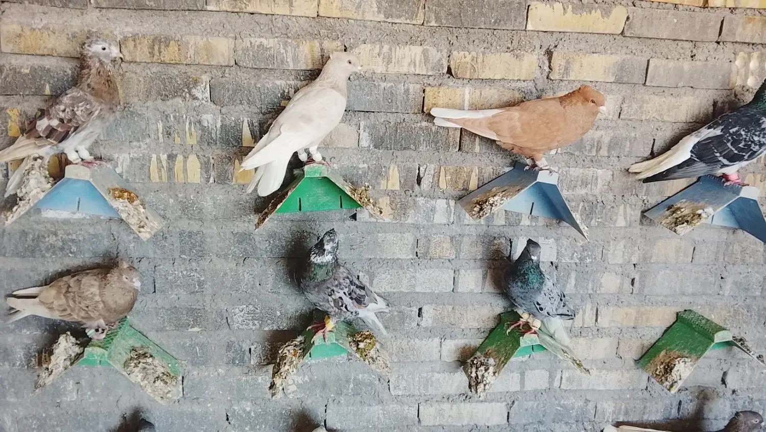 دم سفید|پرنده|حمیدیه, |دیوار