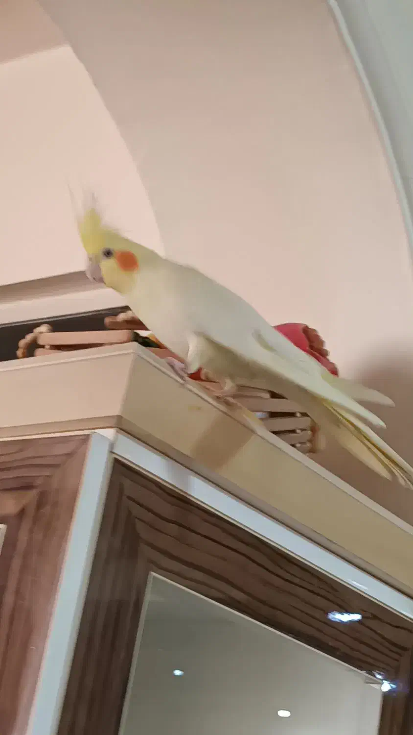 طوطی عروس هلندی لوتینو|پرنده|ارومیه, |دیوار