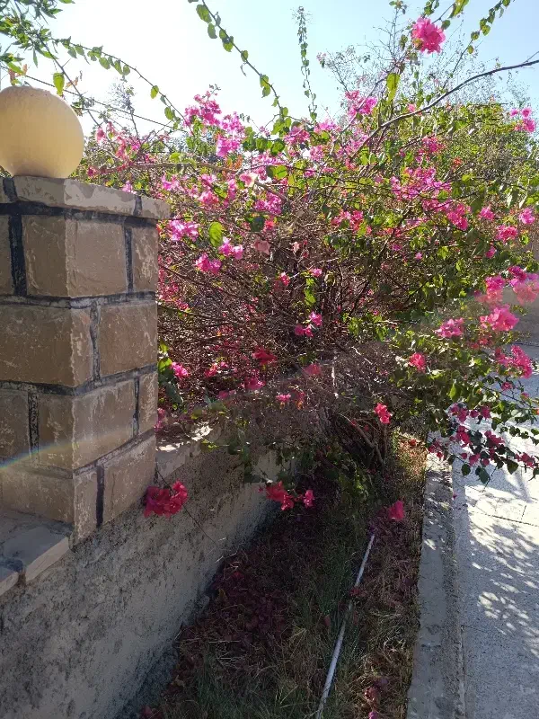 زمین 253 روبروی بیمارستان مادر|فروش زمین و ملک کلنگی|رامهرمز, |دیوار