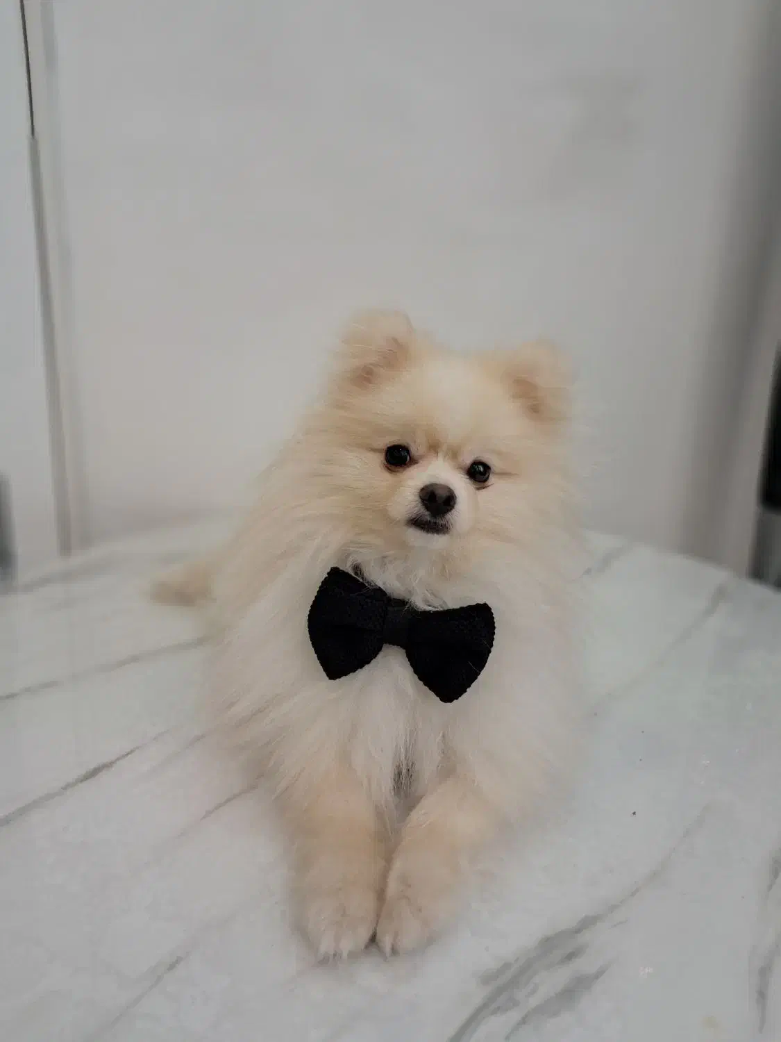 واگذاری سگ پامرانین|سگ|بندرعباس, |دیوار