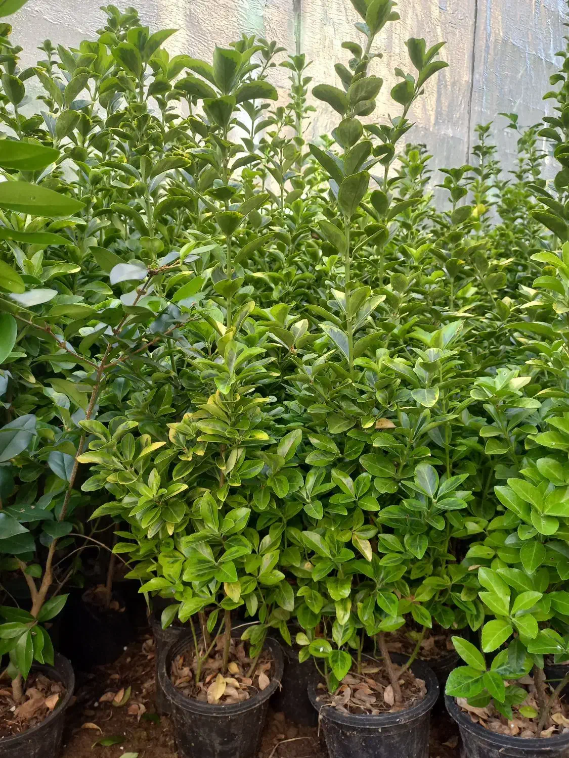 فروش شمشاد|گل و گیاه طبیعی|رحیم‌آباد, |دیوار