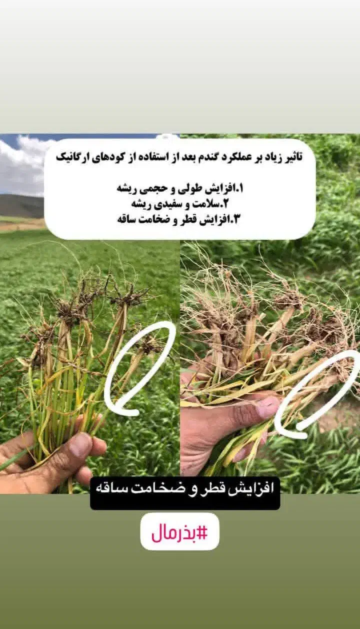 کود های افزایش تناژ سبوسیب رو تاوقتشه چالکود کن|گل و گیاه طبیعی|کلات (خراسان), |دیوار