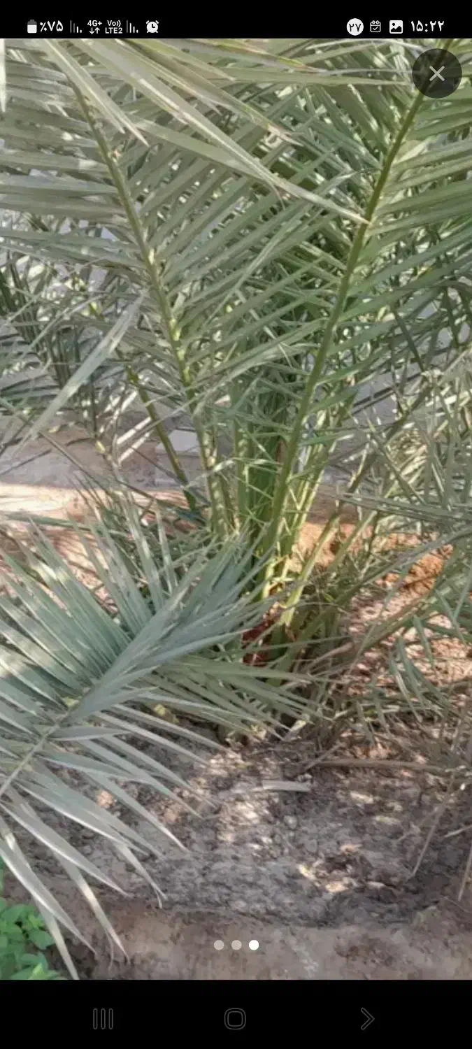 نخل خلاص وپاجوش نخل قصب زرد خورموج|گل و گیاه طبیعی|خورموج, |دیوار