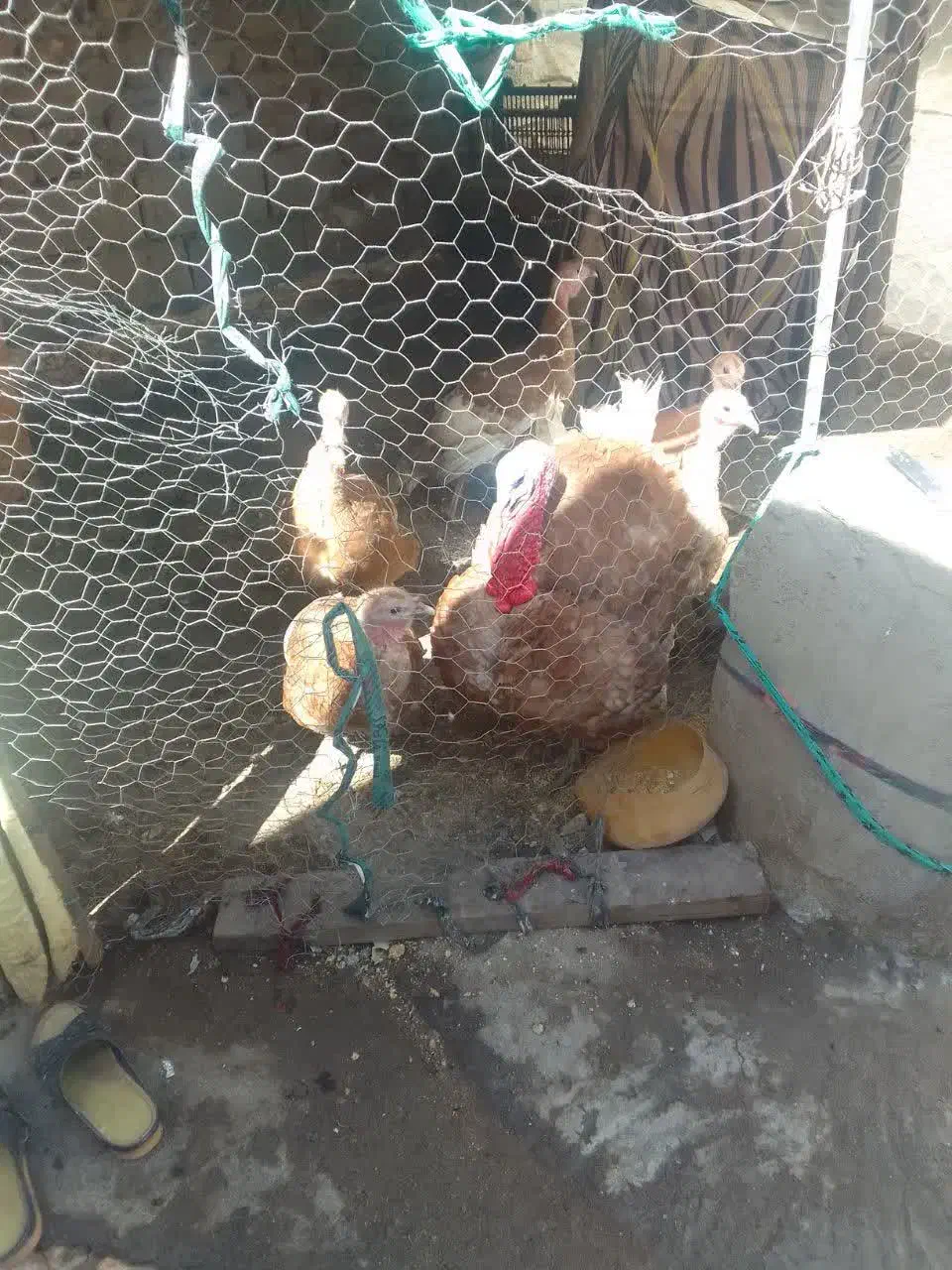 بوقلمون قهوه ای بوربون|حیوانات مزرعه|اردبیل, |دیوار