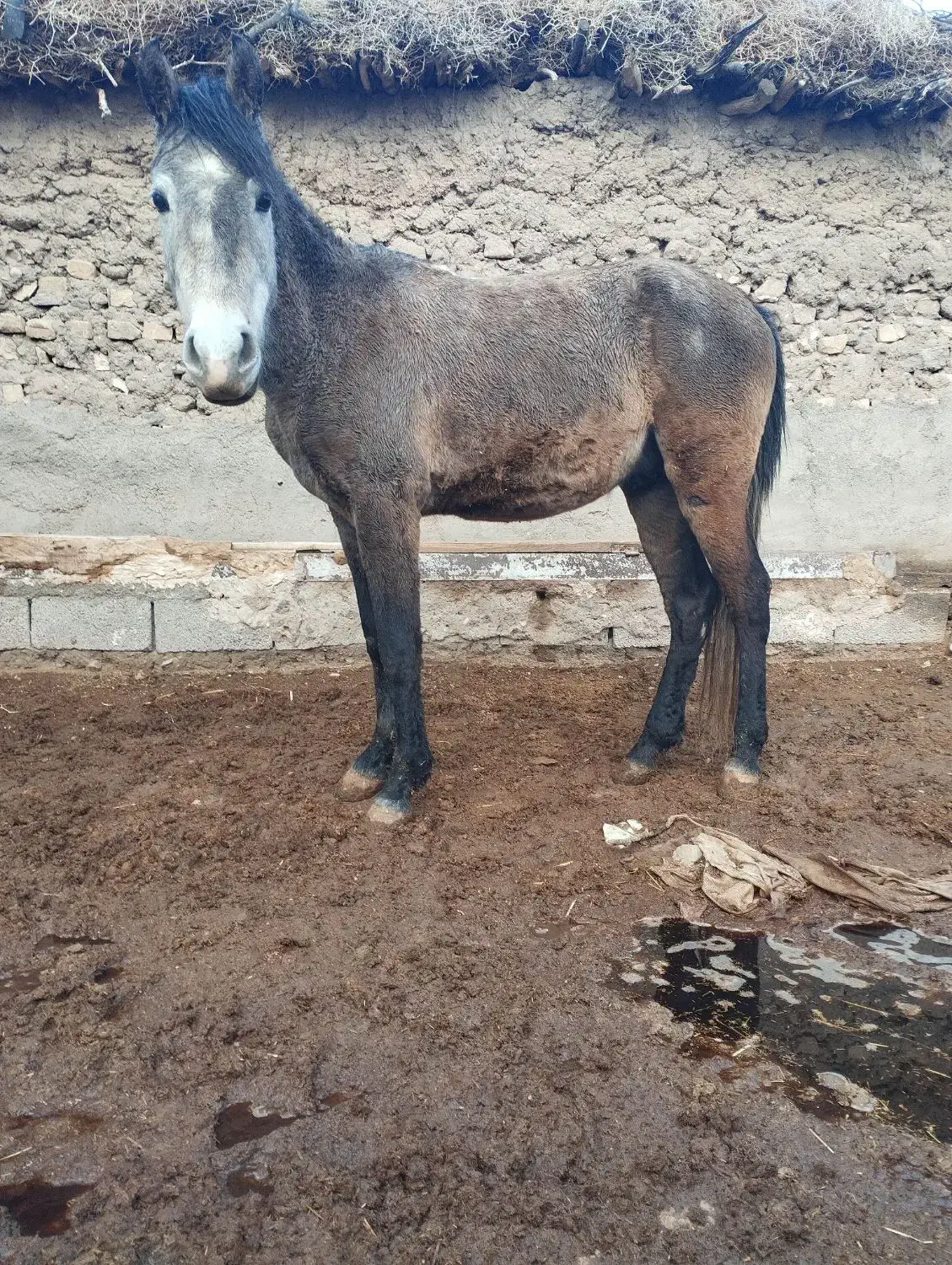 اسب نجیب|اسب و تجهیزات اسبسواری|تربتحیدریه, پائین ولایت|دیوار