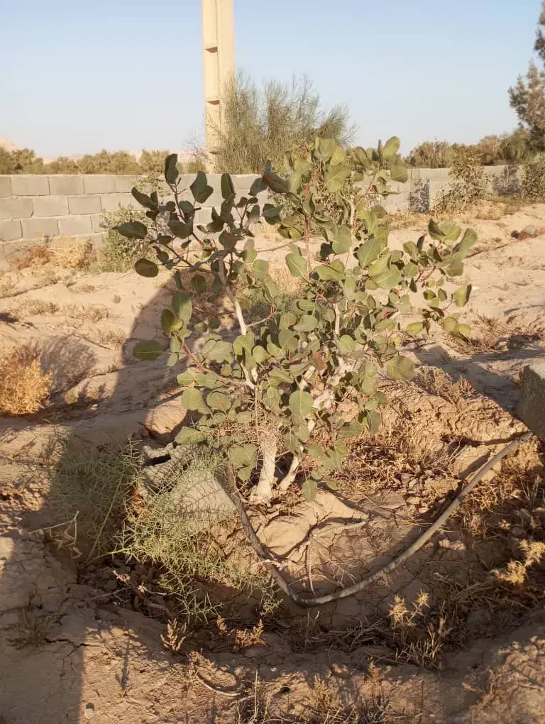 ۶۰۰۰ متر زمین نصف پسته کاری شده ،نصف خالی|فروش زمین و ملک کلنگی|جوادآباد, |دیوار