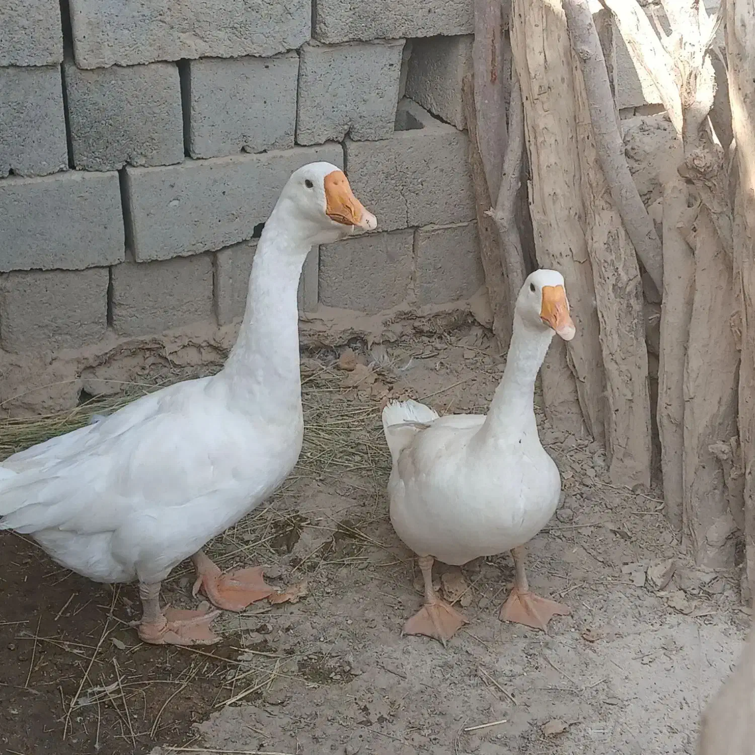 قوغاز خالماگوری مفت|حیوانات مزرعه|زابل, |دیوار