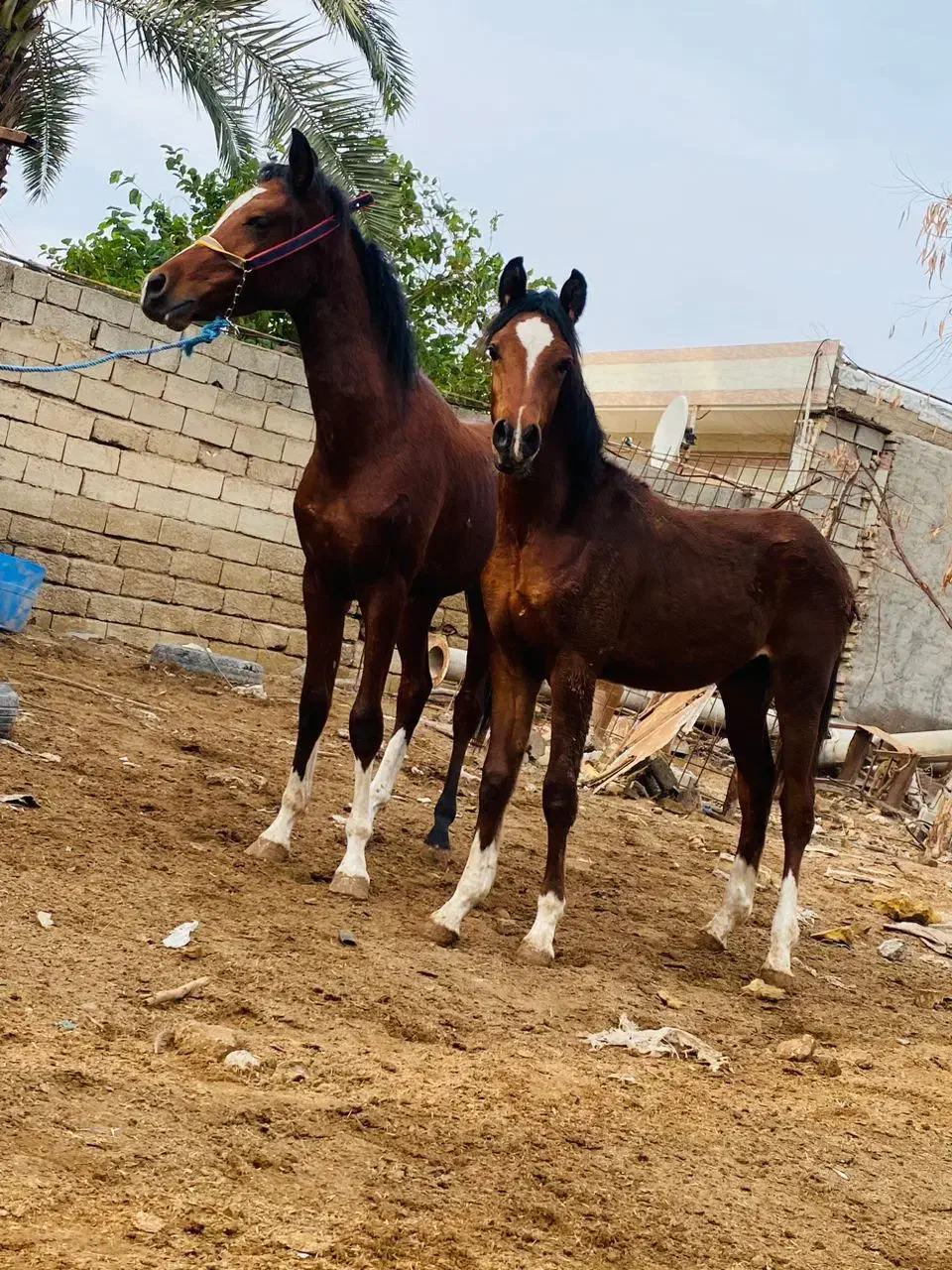 اسب|اسب و تجهیزات اسب‌سواری|اهواز, اهواز|دیوار