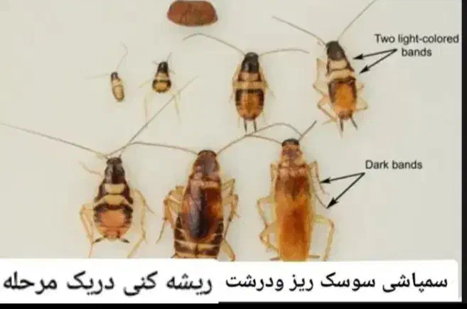 سمپاشی صدرصدتضمینی سم پاشی سوسگ‌وساس و...|خدمات نظافت|پردیس, فاز ۲|دیوار