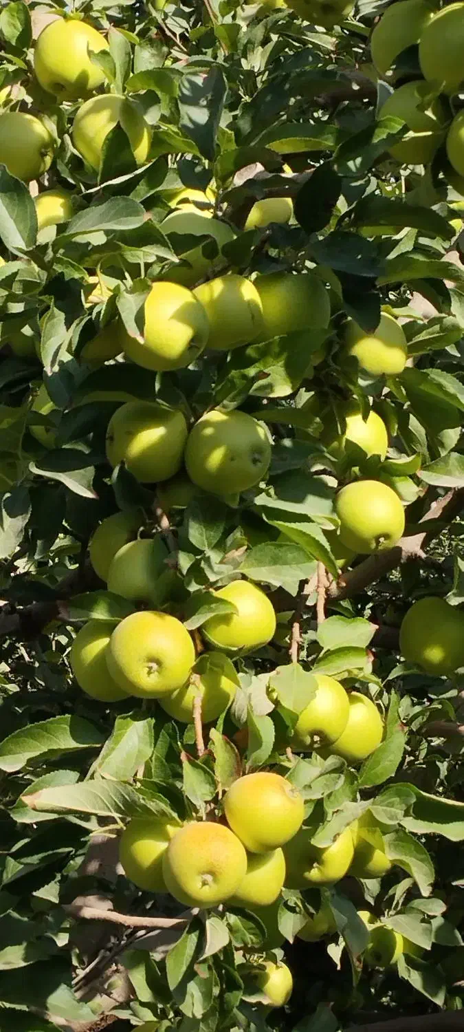 فروشنهالتضمینیدرنهالستانخورشید|خدمات باغبانی و درختکاری|سراب, |دیوار