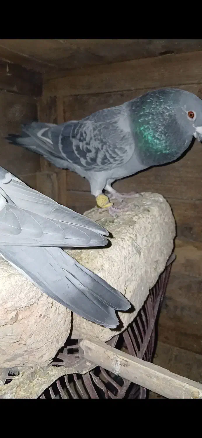 پلاکی|پرنده|کنگاور, |دیوار