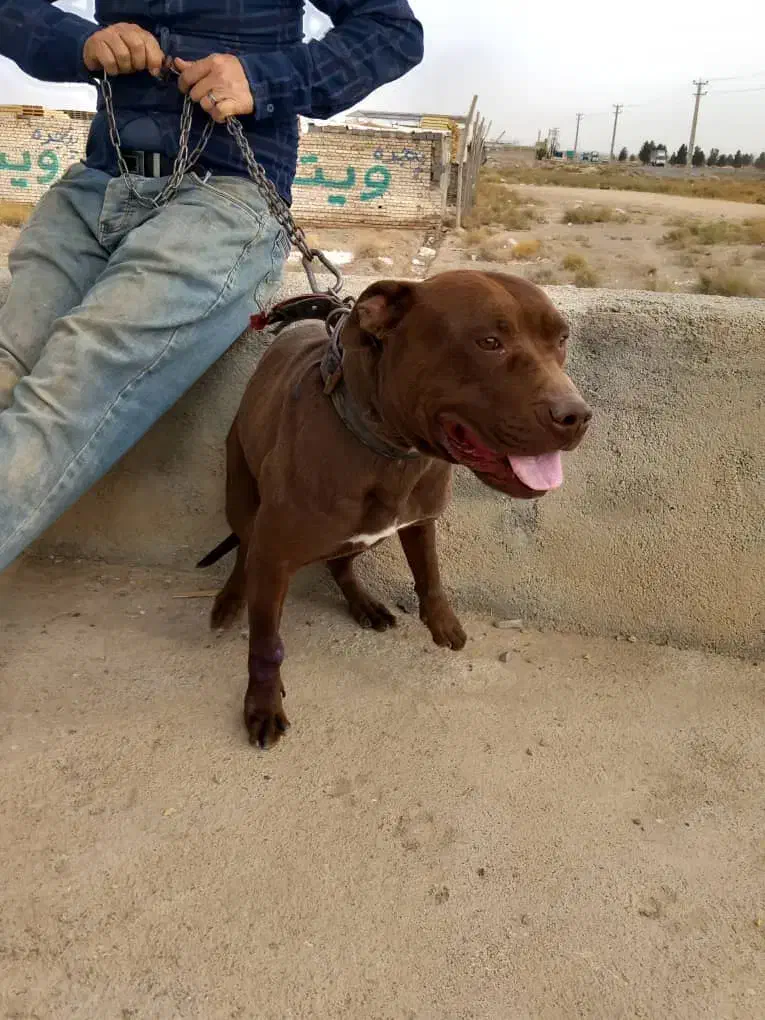 سگ پیتبول|سگ|اشتهارد, |دیوار