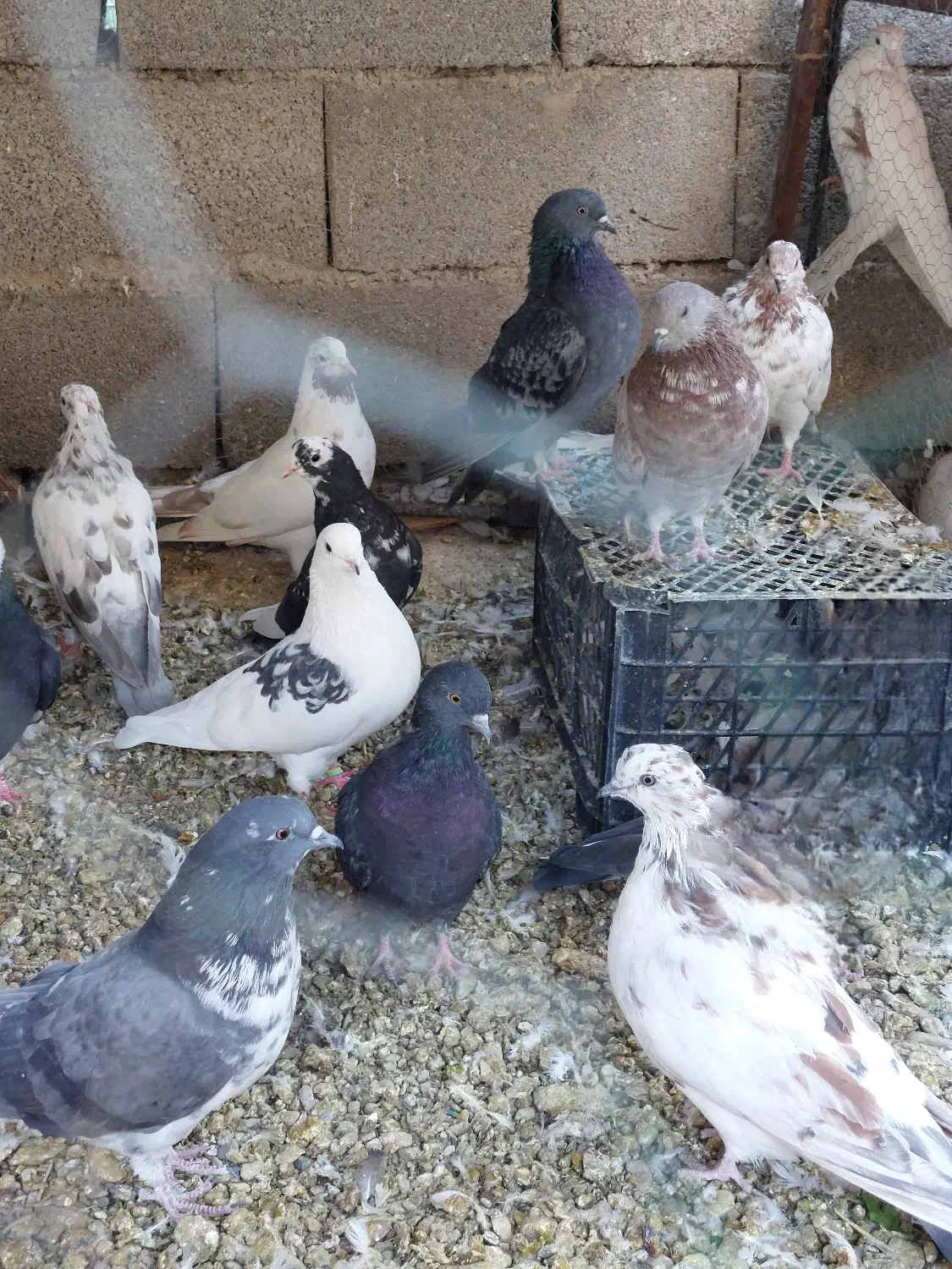 کبوتر کفتر|پرنده|پاکدشت, پاکدشت (مامازند)|دیوار