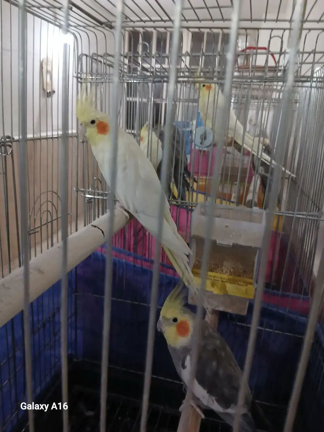 جفت مولد و حرف می‌زنن|پرنده|قم, دورشهر|دیوار