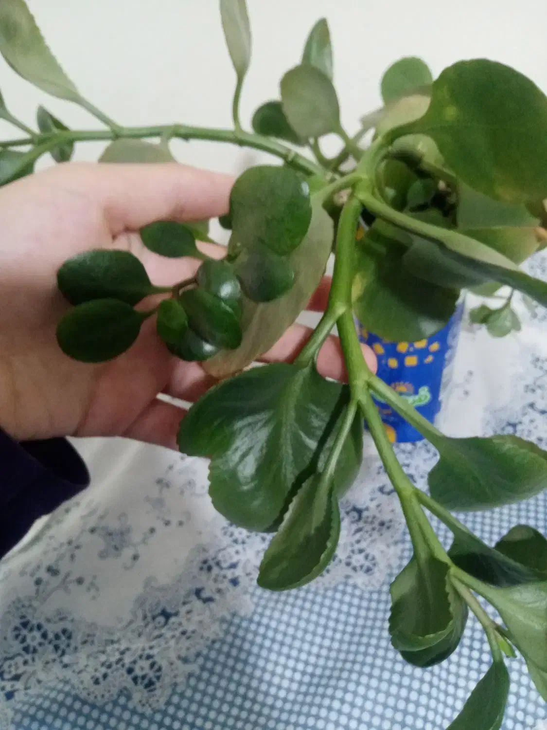 قلمه ی گل از 15 تومن|گل و گیاه طبیعی|سبزوار, ولیعصر (نجار آباد)|دیوار