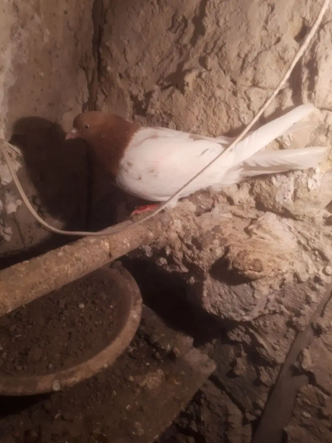 کبوتر|پرنده|تبریز, |دیوار