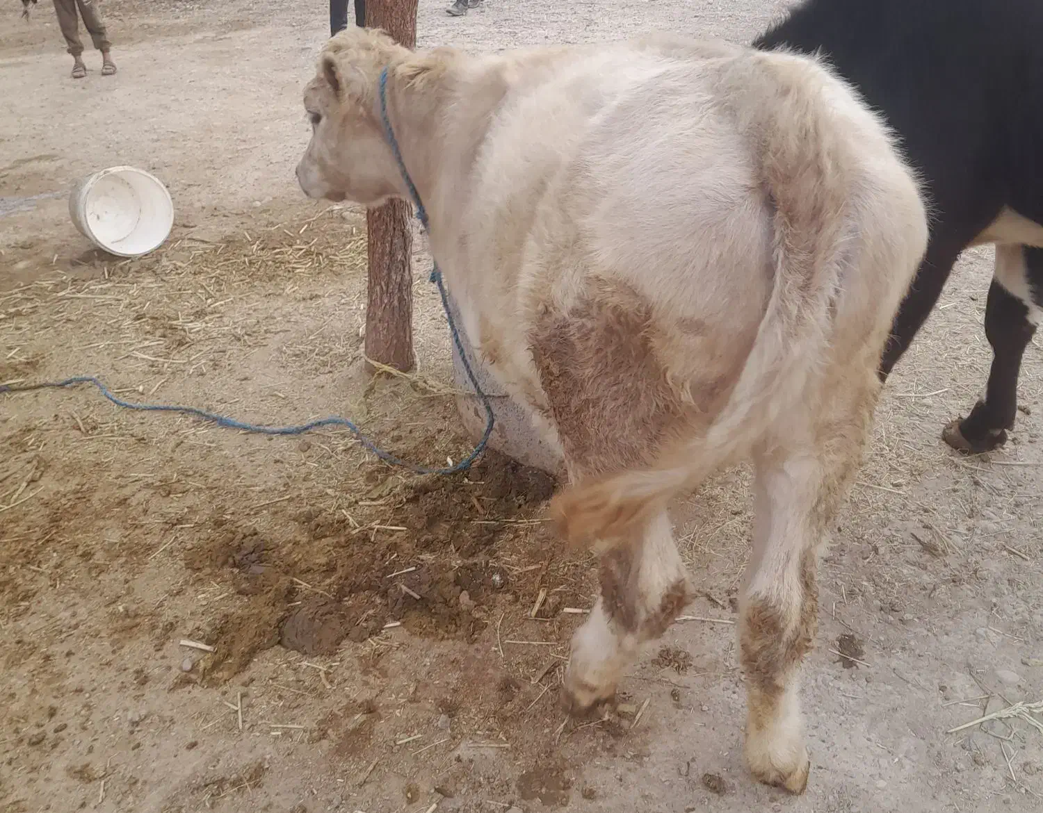 گوسال شاروله اصل ۵ماهه|حیوانات مزرعه|خدا آفرین, |دیوار