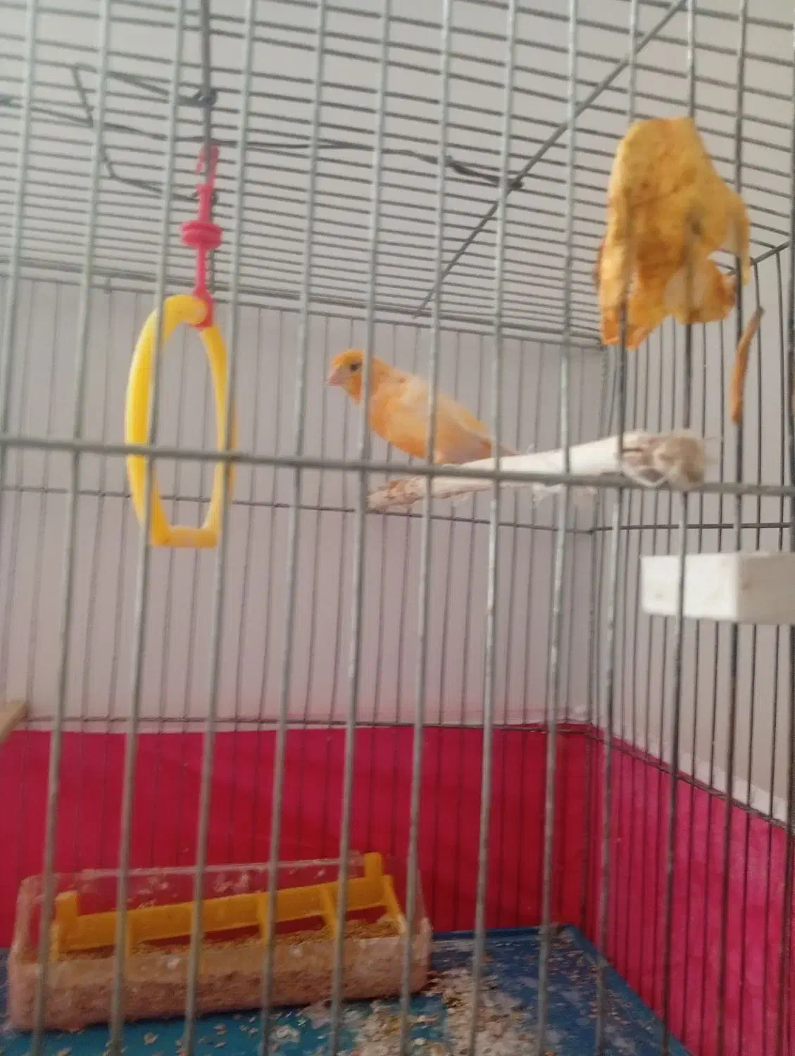 قناری|پرنده|فولادشهر, B7|دیوار