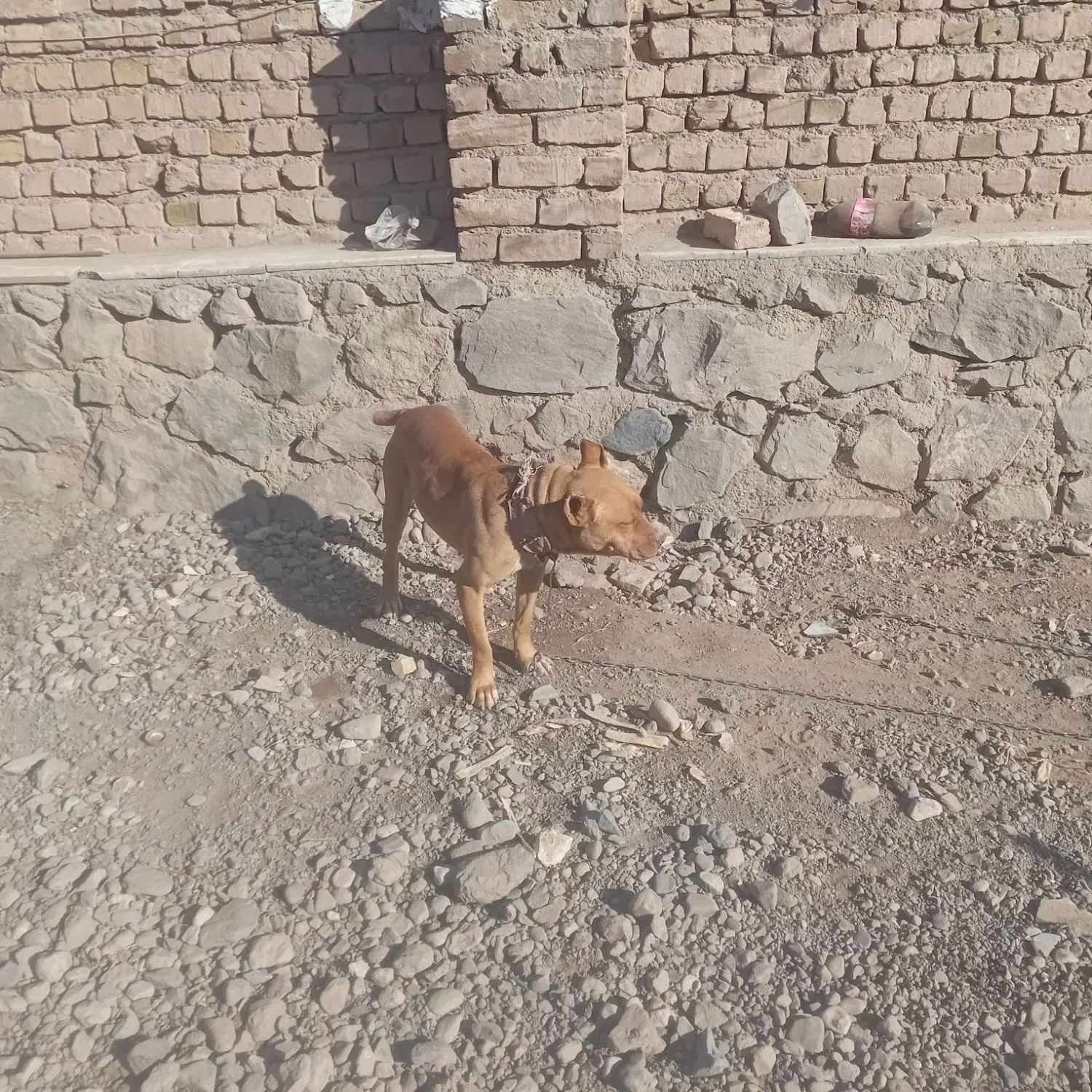 سگ پیتبول ماده زرنگ|سگ|نیشابور, مازول|دیوار