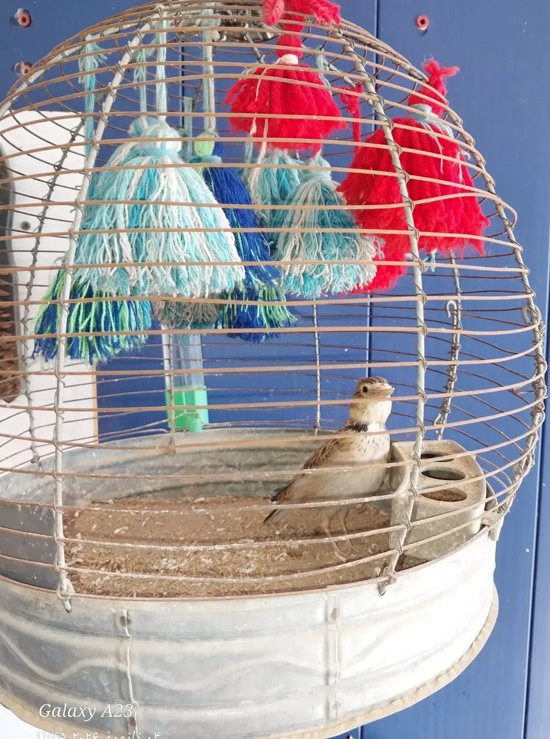 سهره خاکی|پرنده|گتوند, |دیوار