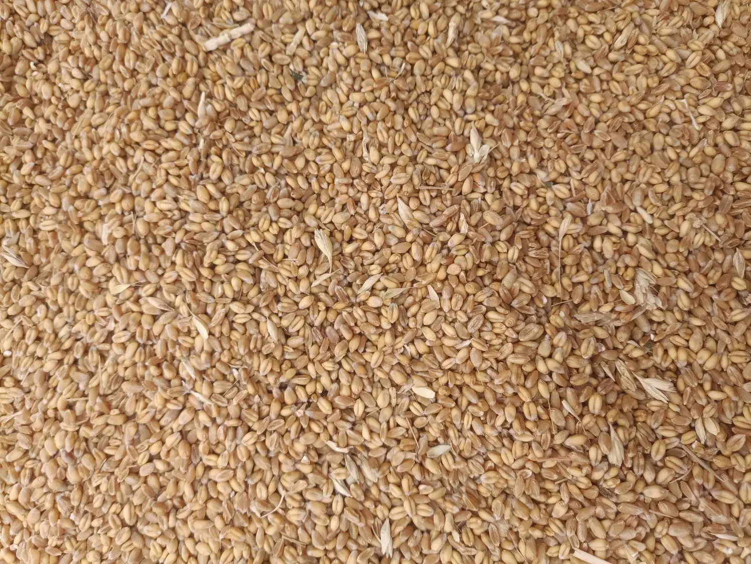 گندم|خوردنی و آشامیدنی|فریمان, |دیوار