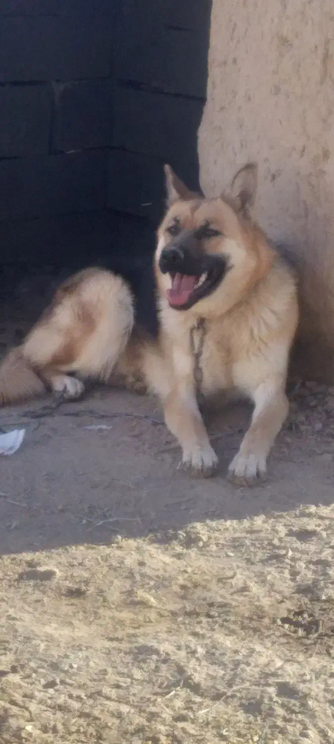 سگ ژرمن اصیل شناسنامه دار|سگ|شیروان (خراسان), |دیوار