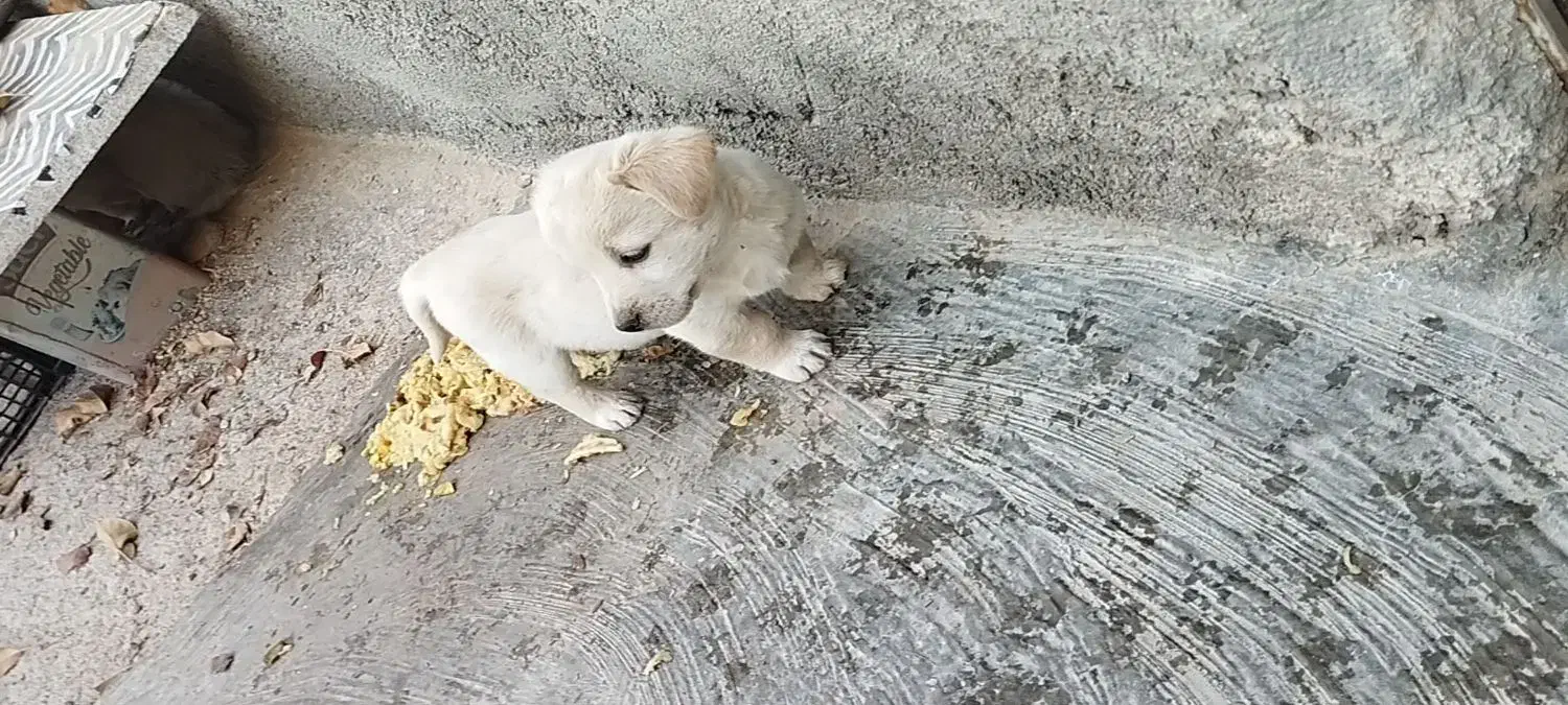 توله پاکوتاه|سگ|مشهد, توس (بلوار توس)|دیوار