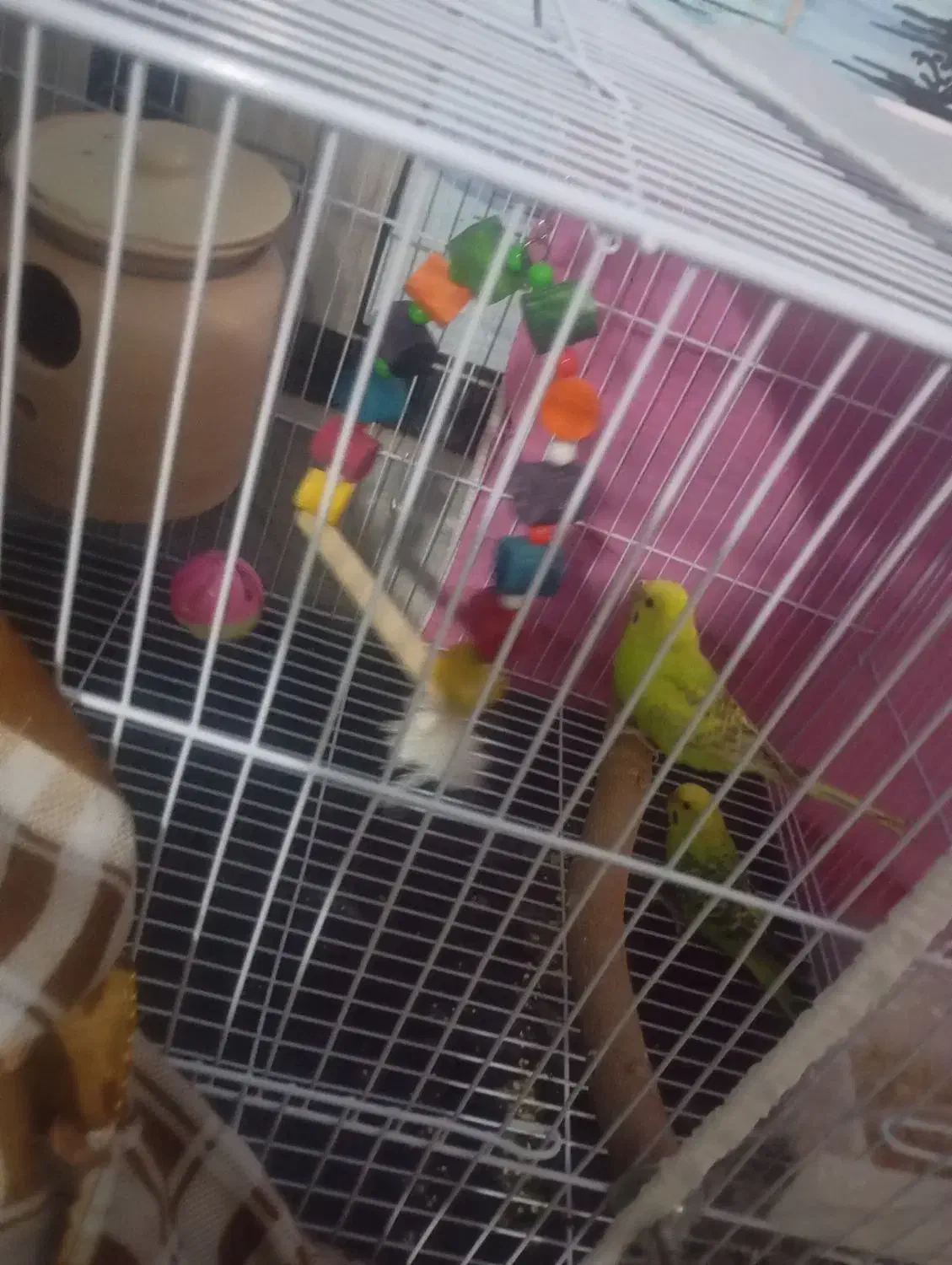 طوطی|پرنده|سربیشه, |دیوار